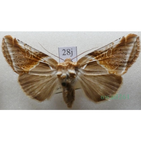 Habrosyne pyritoides (Hufnagel, 1766) Pluszówka agatka Pluszówka agatka Czech28j